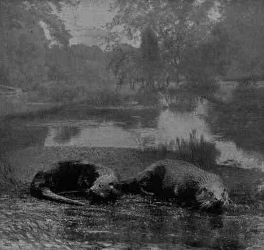 OTTERS. From a photograph by J. S. Bond.